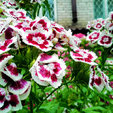 Oeillet Mignardise Blanc Coeur Bordeaux - Dianthus X allwoodii SCENT FIRST 'Coconut Sun