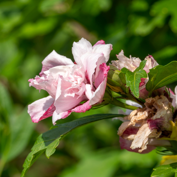 Mauve en arbre 'Lady Stanley' - Hibiscus syriacus 'Lady Stanley'