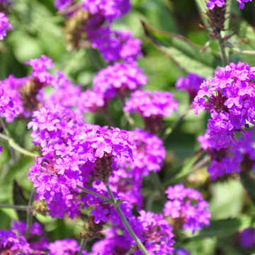 Verveine  Violette - Verbena Rigida