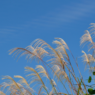 Roseau de Chine 'Adagio' - Miscanthus sinensis 'Adagio'