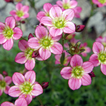 Saxifrage 'Rose' - Saxifraga decipiens 'Rose'