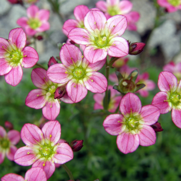 Saxifrage 'Rose' - Saxifraga decipiens 'Rose'