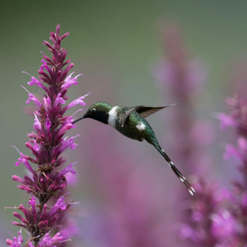 Agastache 'Globetrotter' - Agastache 'Globetrotter'