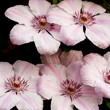 Clématite 'Pink Fantasy' - Clematis 'Pink Fantasy'