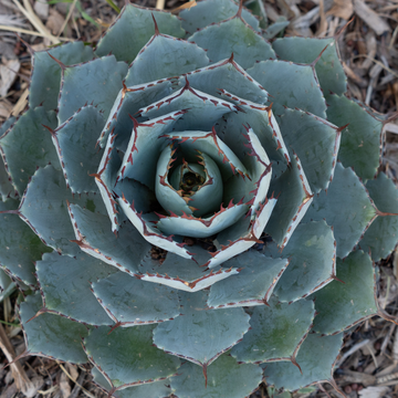 Agave Potatorum