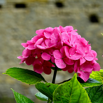 Hortensia 'King George VII' - Hydrangea macrophylla 'King George VII'