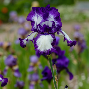 Iris des jardins 'Cozy Calico' - Iris germanica 'Cozy Calico'