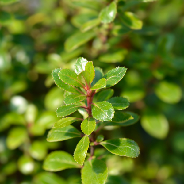 Escallonia x Red dream