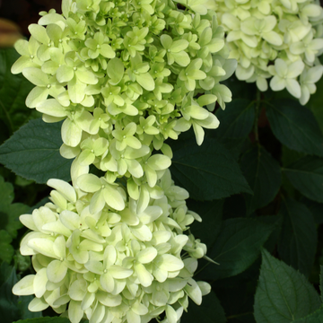 Hortensia Paniculé 'Skyfall' - Hydrangea Paniculata 'Skyfall'