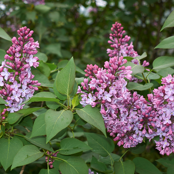 Lilas Vulgaris - Syringa Vulgaris