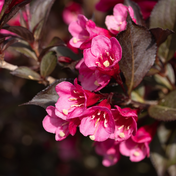 Weigela florida 'Alexandra' - Weigela florida 'Alexandra'