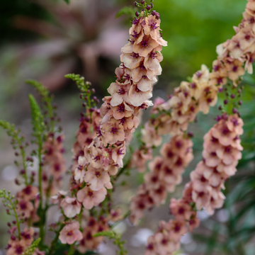 Verbascum - Verbascum southern charm