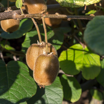 Kiwi auto-fertile, actinidier 'Jenny' - Actinidia chinensis 'Jenny'