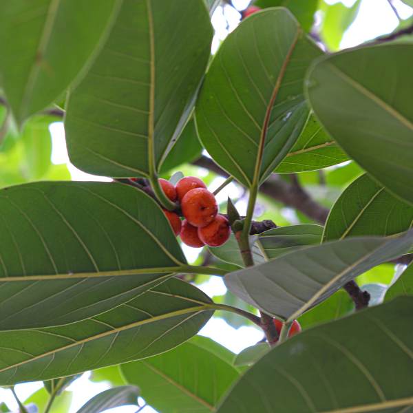 Houx 'Nellie R. Stevens' - Ilex 'Nellie R. Stevens'