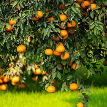 Mandarinier - Citrus Delisiosa