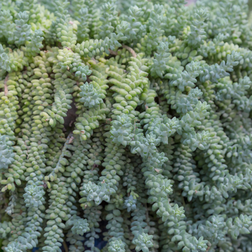 Orpin à feuilles épaisses - Sedum dasyphyllum