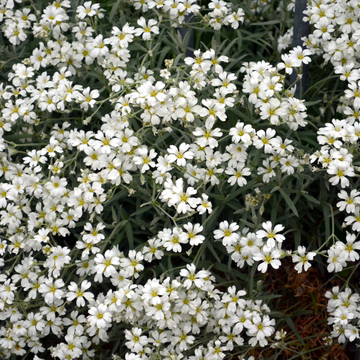 Gypsophile blanc rampant -  Gypsophila repens 'Alba'