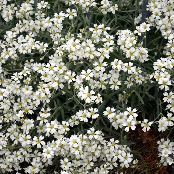 Gypsophile blanc rampant -  Gypsophila repens 'Alba'