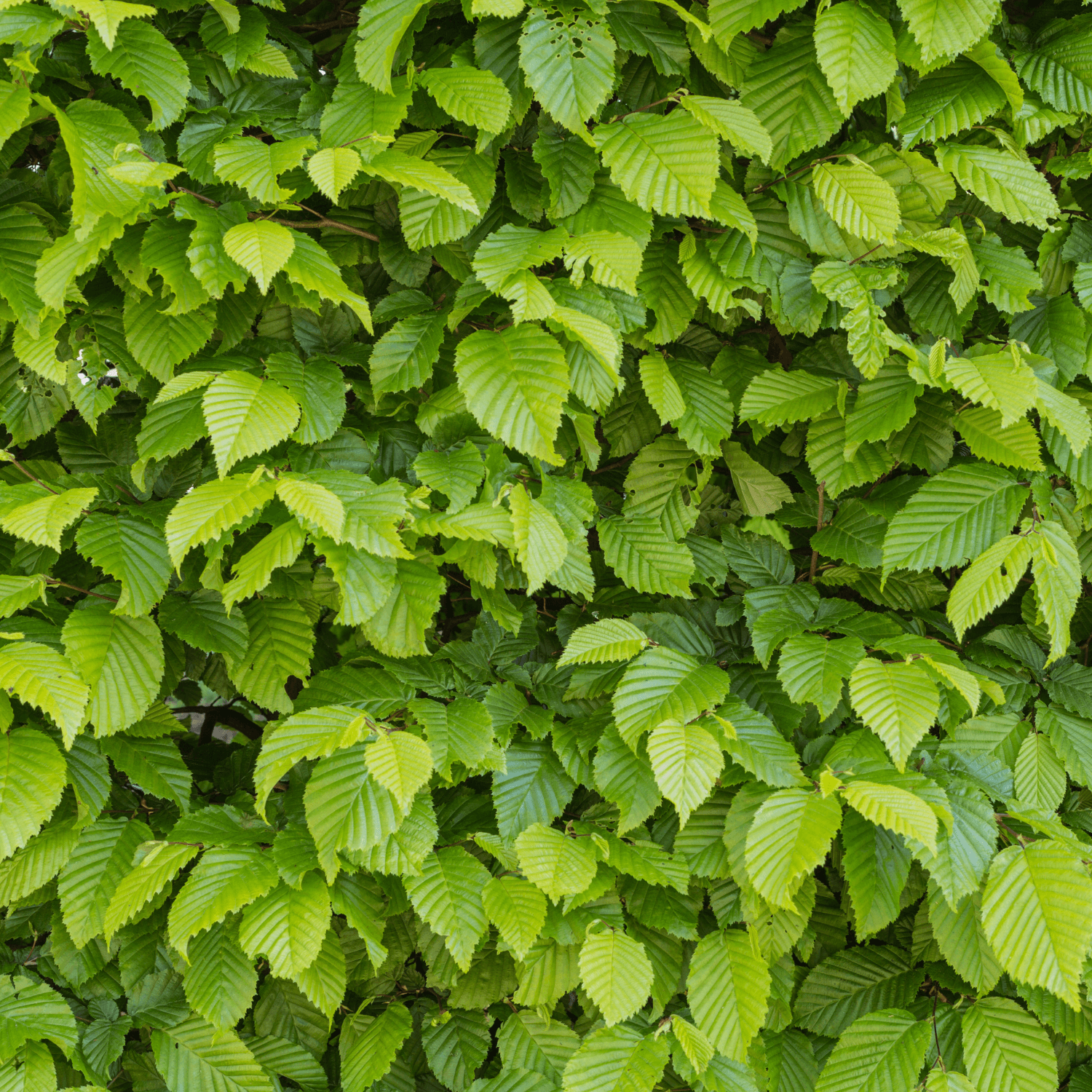 Charme commun, Charmille - Carpinus betulus - FLEURANDIE