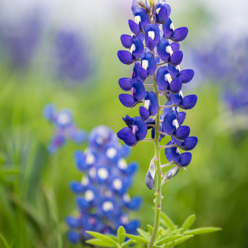 Lupinus Gallery Blue