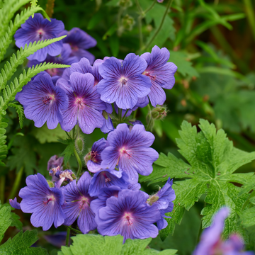 Géranium vivace 'Johnson's Blue' Geranium 'Johnson's blue'