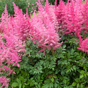 Astilbe variées