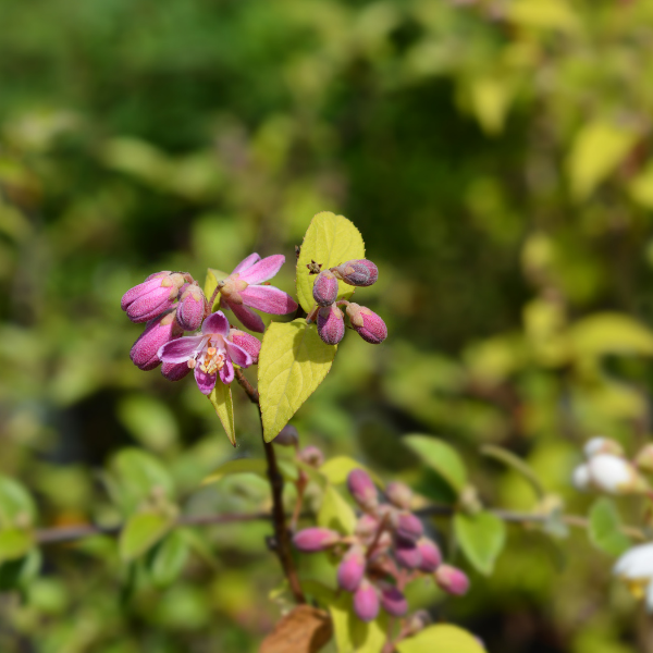Deutzia 'Raspberry Sundae' - Deutzia 'Raspberry Sundae'