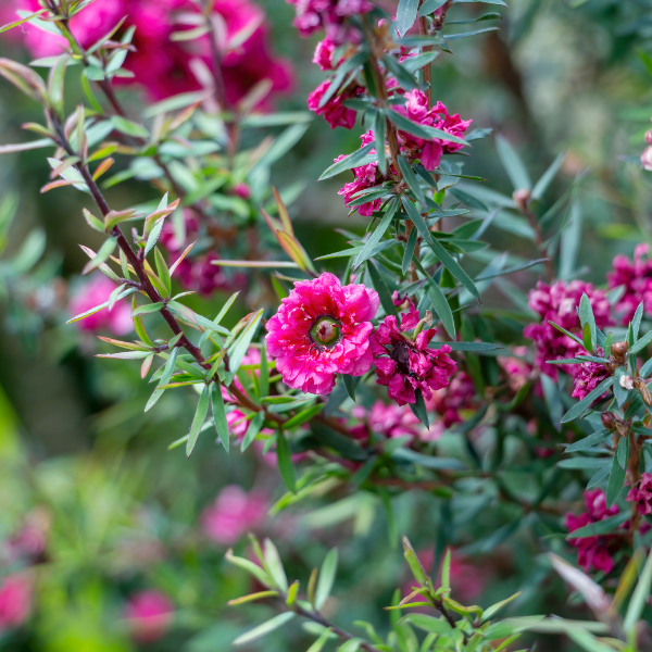 Leptospernum Scoparium Ruby Glow