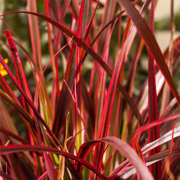 Uncinia rouge - Uncinia  rubra