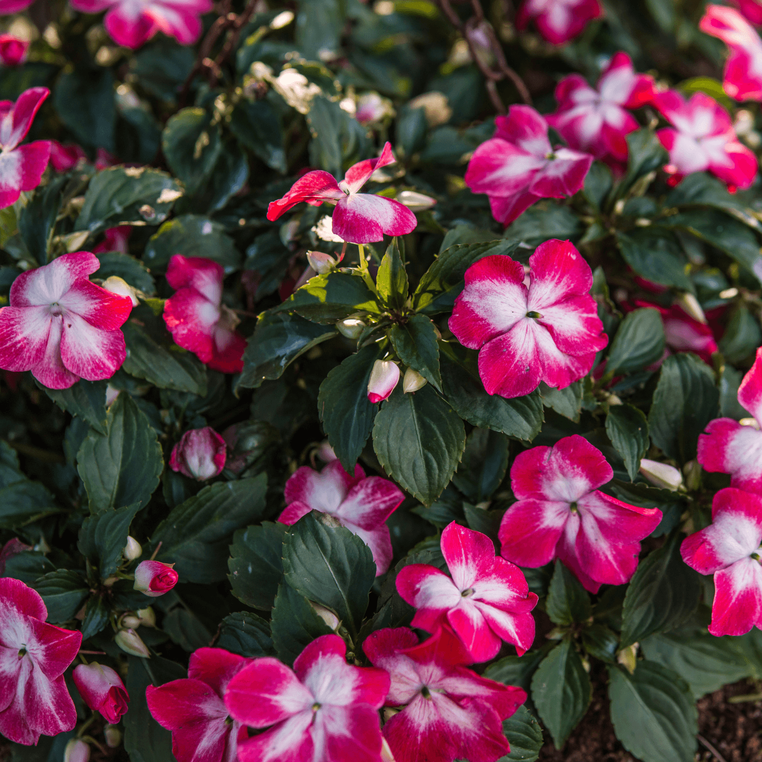 Impatiens Fiesta - FLEURANDIE