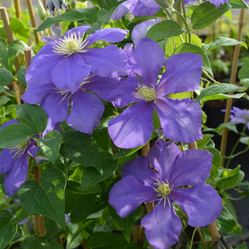 Clematis Général Sikorski