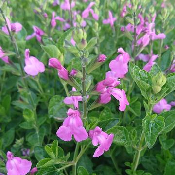 Sauge arbustive rose - Salvia X jamensis 'Trenance'