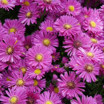 Aster nain 'Jenny' - Aster dumosus 'Jenny'
