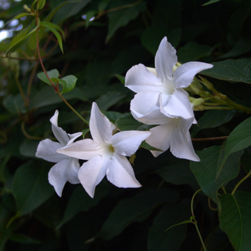 Mandevilla Laxa