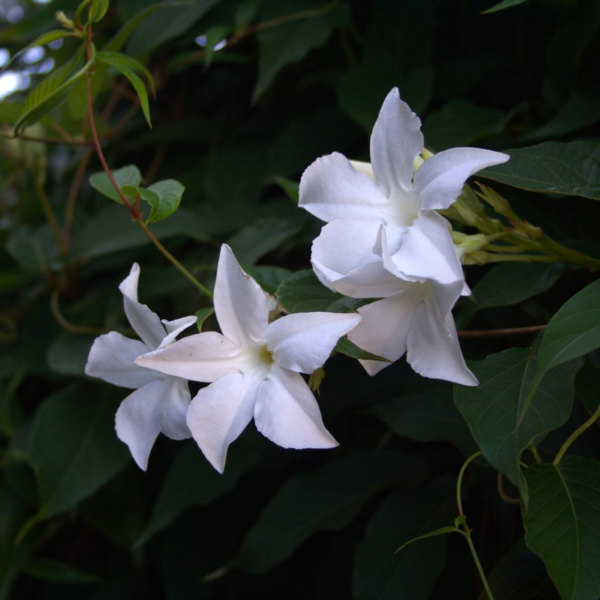 Mandevilla Laxa