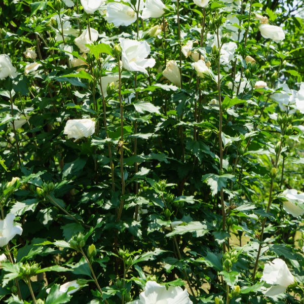 Hibiscus Eleonore - Hibiscus Syriacus 'Eleonore'