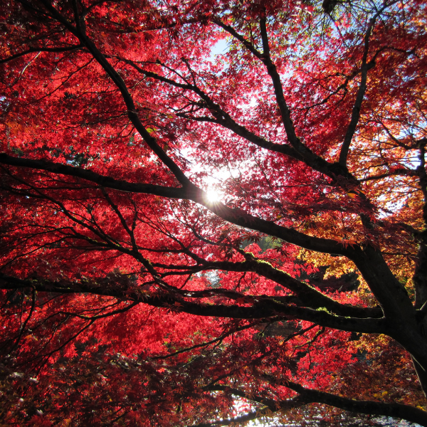 Érable rouge 'October Glory' - Acer rubrum 'October Glory'