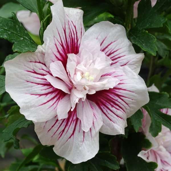 Hibiscus Starbust Chiffon - Hibiscus syriacus 'Starbust Chiffon'