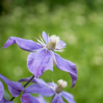 Clematite arabella