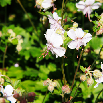 Géranium vivace 'Biokovo' -  Geranium 'Biokovo'