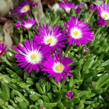 Pourpier Vivace Violet Foncé Coeur Violet Pâle -  nubigenum 'WoW Violet Wonder'