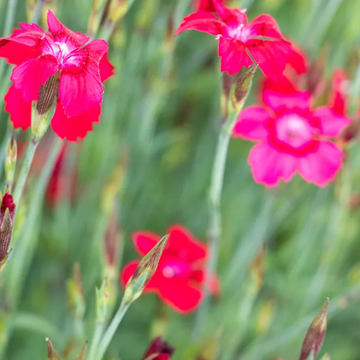 Oeillet Deltoides Leuchtfunk