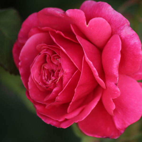 Rosier Thé moderne 'Line Renaud' - Rosa Thé moderne 'Line Renaud'