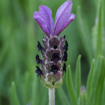 Lavandula Stoech. 'Anouk'