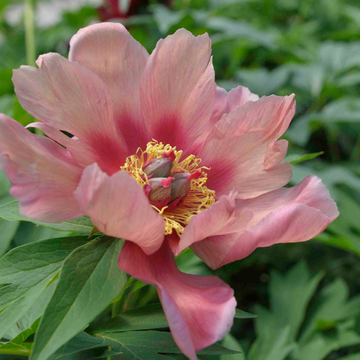 Pivoine de Chine 'Orange Victory' - Paeonia lactiflora 'Orange Victory'