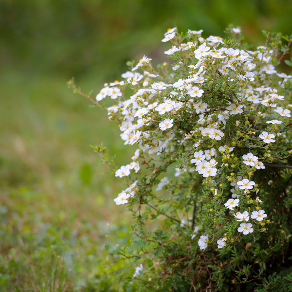Potentille fruticosa Abbotswood