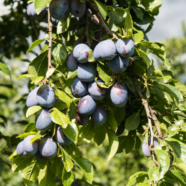 Prunier 'Stanley' - Prunus domestica 'Stanley'