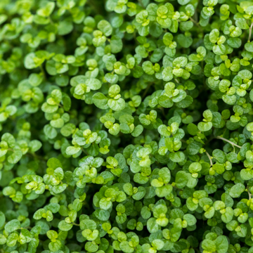 Soleirolia, Helxine - Helxine Soleirolii