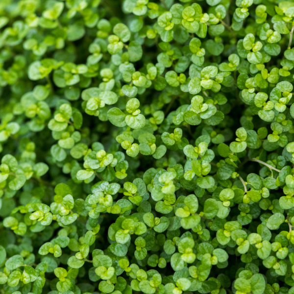 Soleirolia, Helxine - Helxine Soleirolii