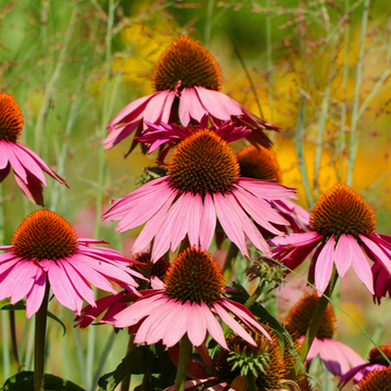 Rudbeckia pourpre 'Cheyenne Spirit' Echinacea purpurea 'Cheyenne Spirit'
